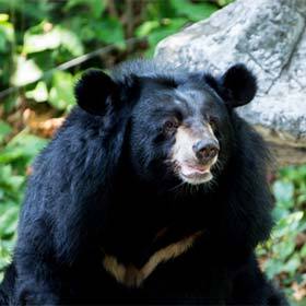 L’absence d’incisives supérieures aide l’ours lippu à aspirer les termites.