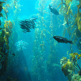 There are giant algae forests in the ocean.
