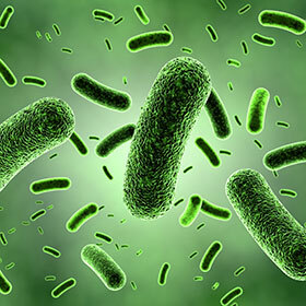 All of the bacteria in our body collectively weigh about 1 lb. (0.45 kg).