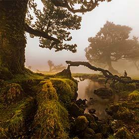 La forêt laurifère de Madère est une relique de l’ère tertiaire.