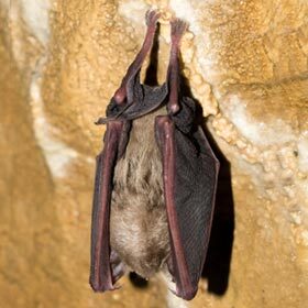 Vampire bats don’t exist.