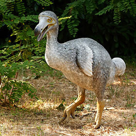 Avant de disparaître, le dodo vivait sur la côte ouest de l’Australie.