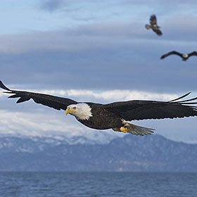The bald eagle can fly up to an altitude of 10,000 ft. (3000 m).