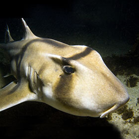 Les dents du requin de Port-Jackson sont différentes de celles des autres espèces de requin.
