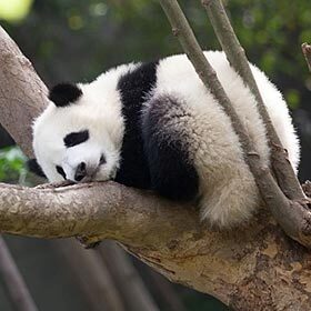 Pandas hibernate.
