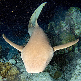 The nurse shark sucks its prey, rather than catch.