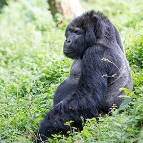 The mountain gorilla lives in the mountainous regions of the Amazon.