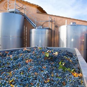Yeast must be added to the grapes to obtain alcohol.