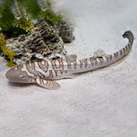 Young leopard sharks are prey for other sharks.