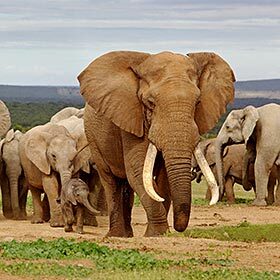 There are no left-handed elephants.