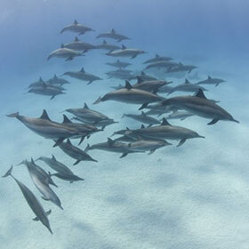 When dolphins move in a pod, females and young remain in the center.