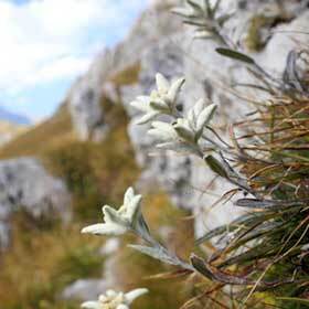 Il n’y a pas de faute dans : « J’aimerais cueillir des edelweiss fuchsia, mais je n’en trouve pas. »