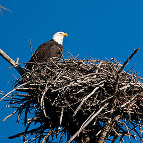 The bald eagle builds a new nest every three months.