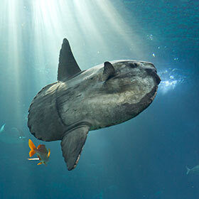 The sunfish or mola almost exclusively eats algae.