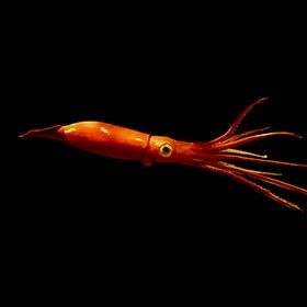 The giant squid has eyes that are more than 25 cm (10 in.) in diameter.