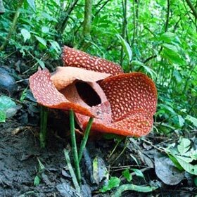 The rafflesia can weigh 22 lb. (10 kg).