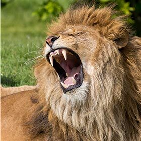 The lion is the biggest land predator.