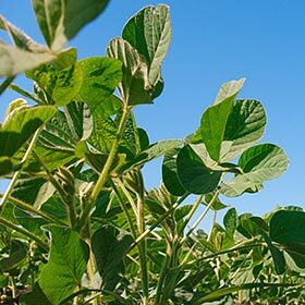 The first producer of the soybean is China.
