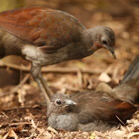 The lyrebird imitates about twenty other birds.