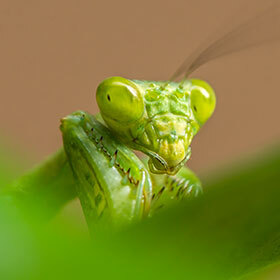 Unlike other insects, a praying mantis can rotate its head 180°.
