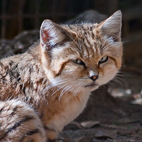 Sand cats live mainly in the deserts of Mexico.