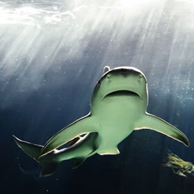 Le requin-bouledogue remonte parfois profondément dans l’Amazone.