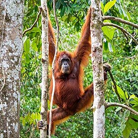In Malay, orangutan means “the person of the forest.”