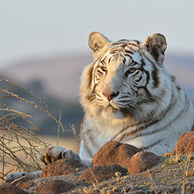 Il y a environ 2000 tigres en liberté en Afrique.