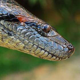 L’anaconda est très venimeux.