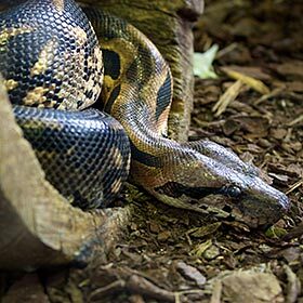 The boa constrictor is highly venomous.