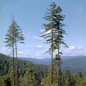 La localisation du plus grand arbre du monde est gardée secrète.