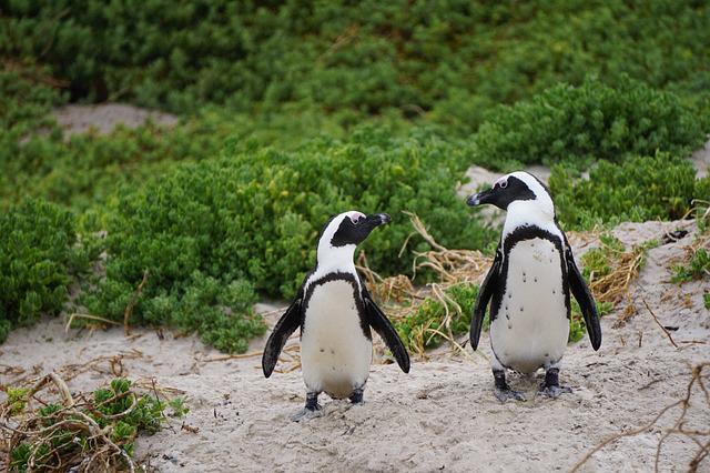 Male penguins “propose” to their partners.