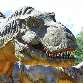 The arms of the Tyrannosaurus were shorter than its head.