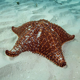 The starfish dies when it loses an arm.
