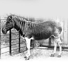 The last quagga died in 1883 at the Amsterdam Zoo.