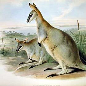 The toolache wallaby was the only kangaroo on the African continent.
