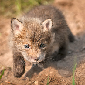 Fox cubs can walk the day after they are born.