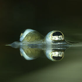 The eyes of Anableps are divided in two so they can see in the water and the air simultaneously.