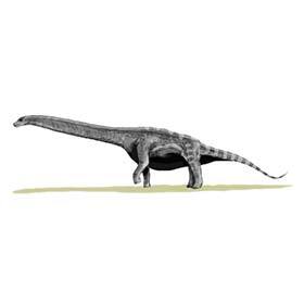 Argentinosaurus était plus lourd que la baleine bleue, l’animal contemporain le plus massif.