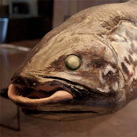 It was long believed that coelacanths had disappeared, but this is not the case.