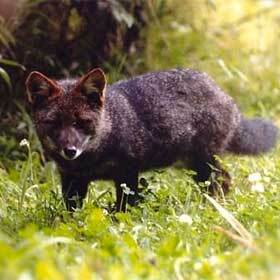 There are only 300 Darwin’s foxes left.