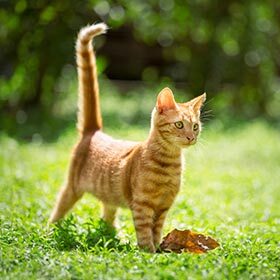 Au total, un chat est éveillé environ quatre ans au cours de sa vie.