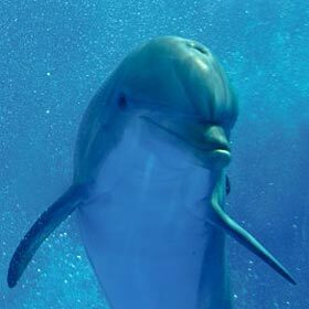 Les dauphins dorment une moitié du cerveau à la fois.