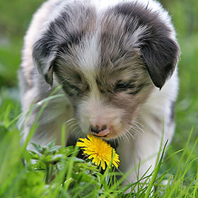 Dogs can smell 10 times more odors than humans.