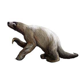 The ground sloth survived in Australia until the 1960s.