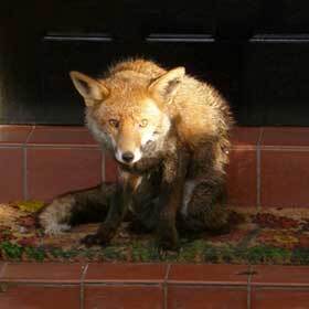 Thousands of foxes live freely in London.