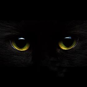 A cat can see in complete darkness.