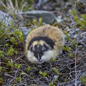 Lemmings protect themselves from the cold by going down into the snow.