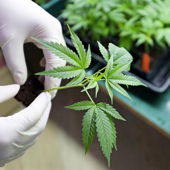 Après l’Uruguay, le Canada est devenu le deuxième pays à légaliser la consommation de cannabis à des fins récréatives.