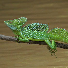 The plumed basilisk can run on water.